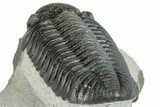 Prone Pedinopariops Trilobite - Mrakib, Morocco #287682-4